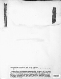 Wuestneia chrysostroma image